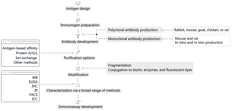 antibody_s11.gif